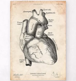 Affiche d'anatomie cardiaque II