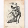 Affiche d'anatomie cardiaque