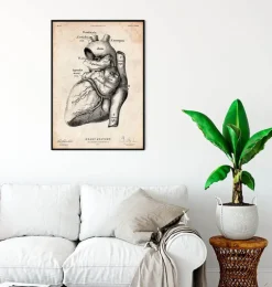 Affiche d'anatomie cardiaque