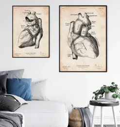 Affiche d'anatomie cardiaque II