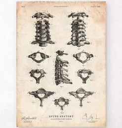 Affiche d'anatomie de la colonne vertébrale
