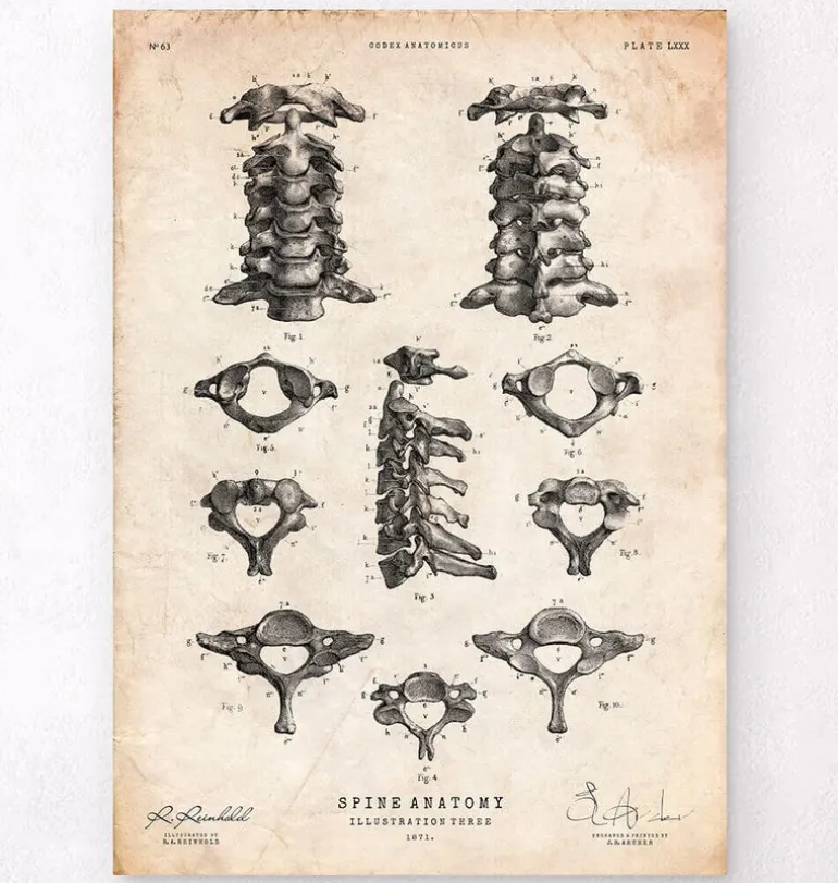 Affiche d'anatomie de la colonne vertébrale