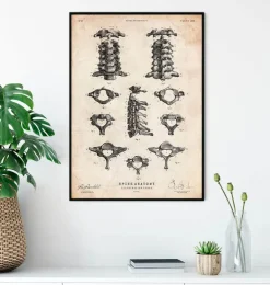 Affiche d'anatomie de la colonne vertébrale