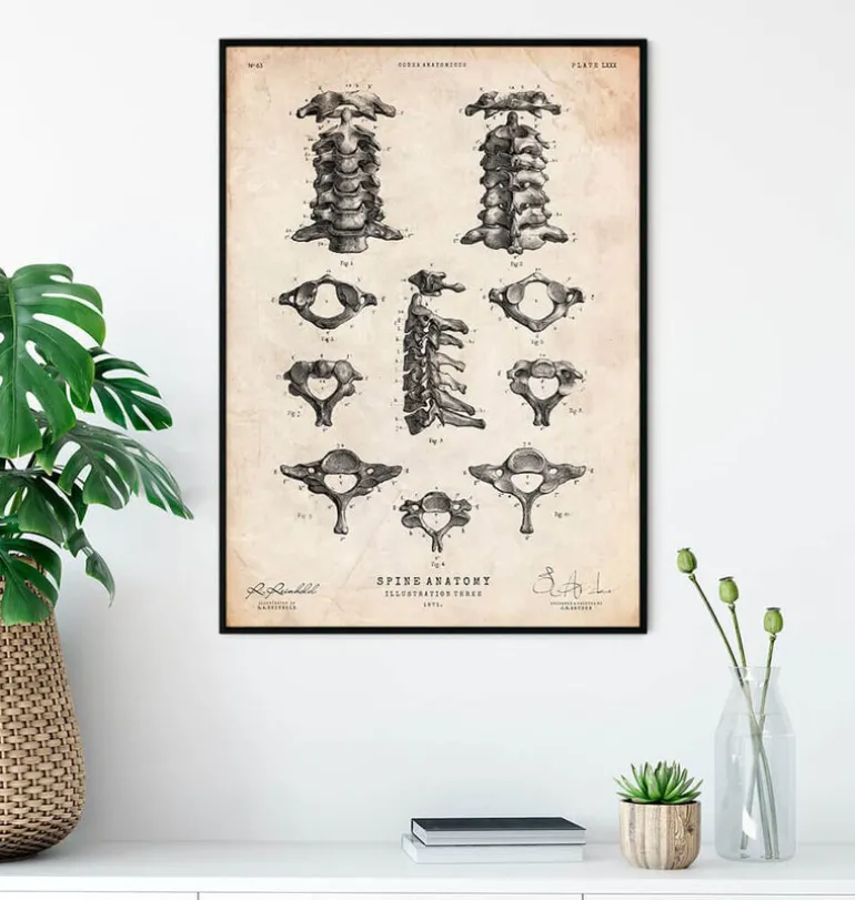 Affiche d'anatomie de la colonne vertébrale