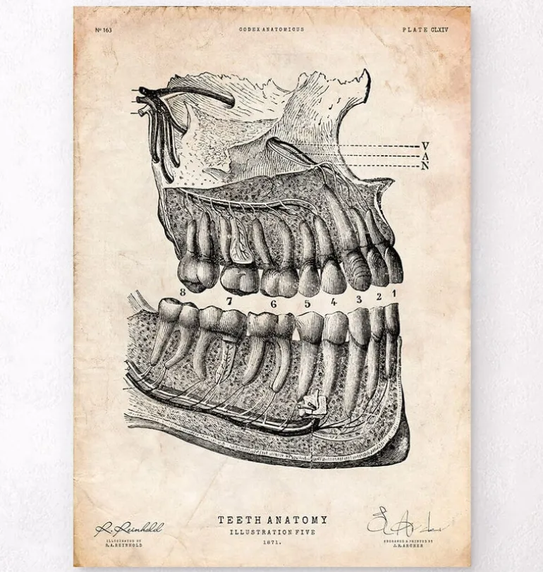 Affiche d'anatomie dentaire