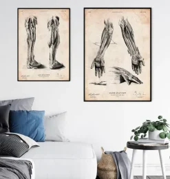 Affiche d'anatomie des jambes