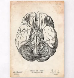 Affiche d'anatomie des parties du cerveau III
