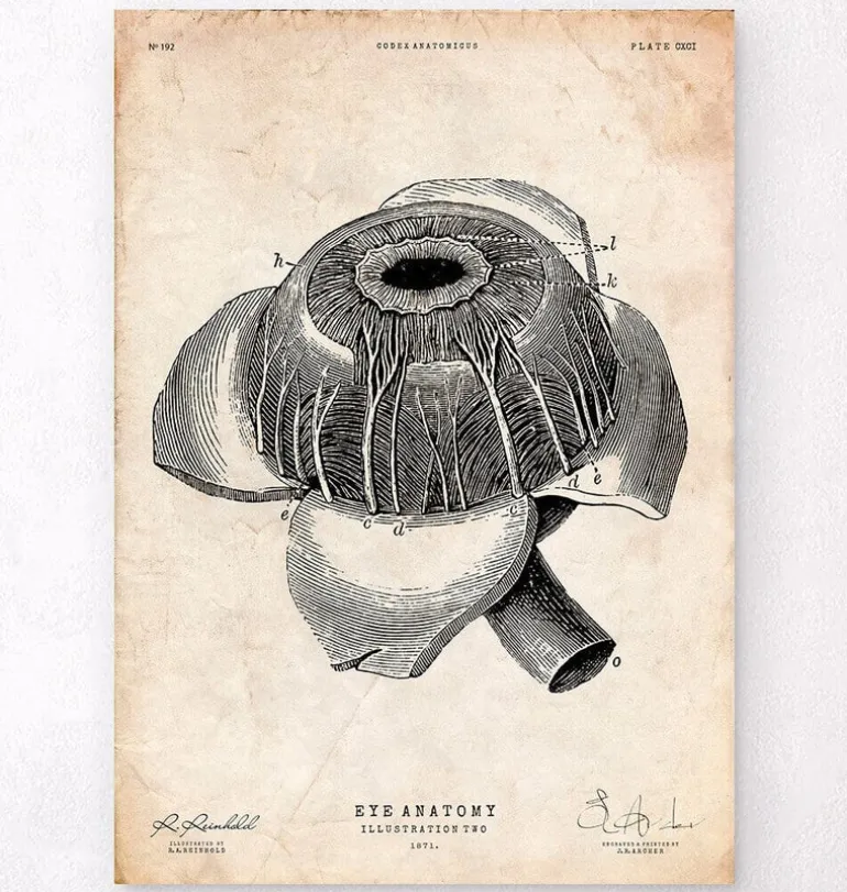 Affiche d'anatomie des yeux