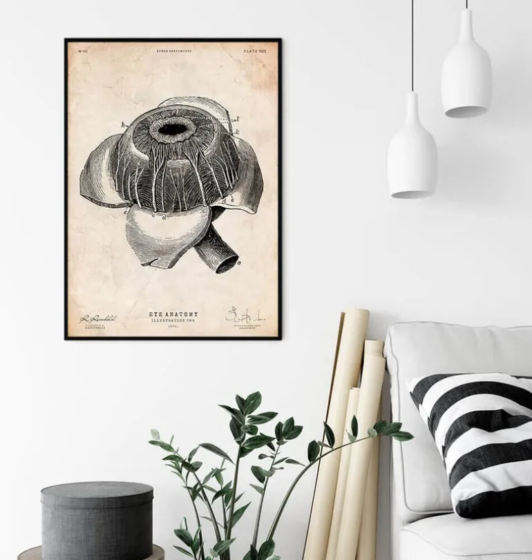 Affiche d'anatomie des yeux