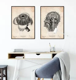 Affiche d'anatomie des yeux