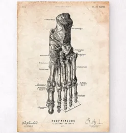 Affiche d'anatomie du pied IV
