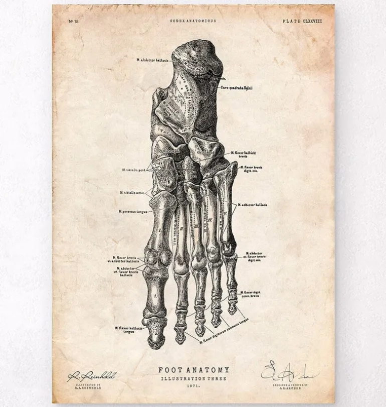 Affiche d'anatomie du pied IV