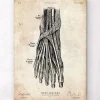 Affiche d'anatomie du pied III