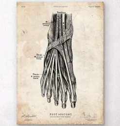 Affiche d'anatomie du pied III