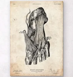 Affiche d'anatomie du pied