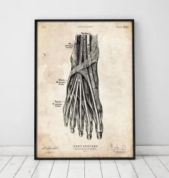 Affiche d'anatomie du pied III
