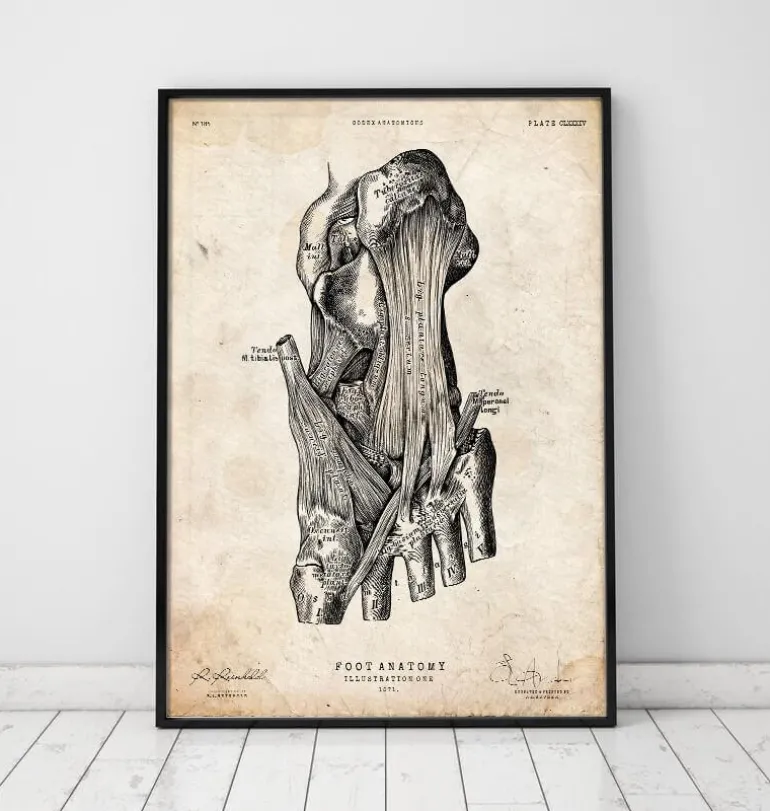 Affiche d'anatomie du pied