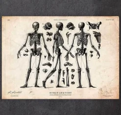 Affiche de squelette humain II