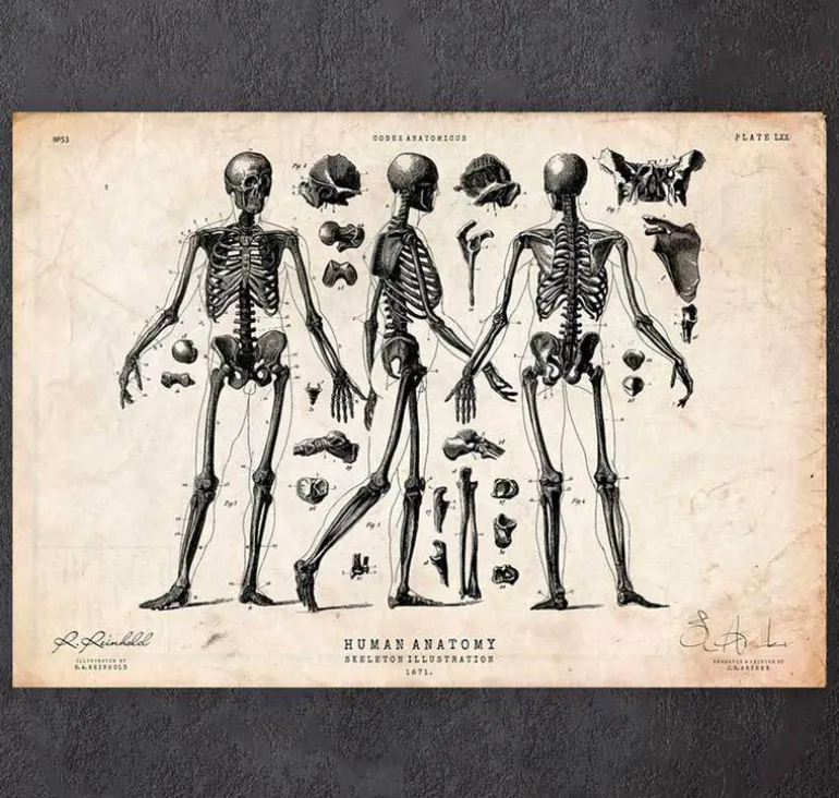 Affiche de squelette humain II