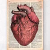 Anatomie cardiaque - Dictionnaire
