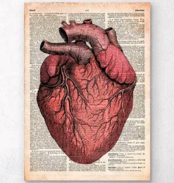 Anatomie cardiaque - Dictionnaire