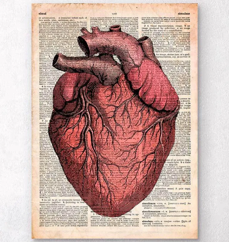 Anatomie cardiaque - Dictionnaire