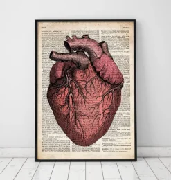 Anatomie cardiaque - Dictionnaire