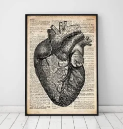 Anatomie cardiaque - Dictionnaire