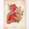 Anatomie cardiaque - Floral - Vieux papiers