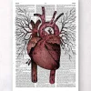 Anatomie cardiaque - Page du dictionnaire