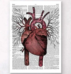Anatomie cardiaque - Page du dictionnaire