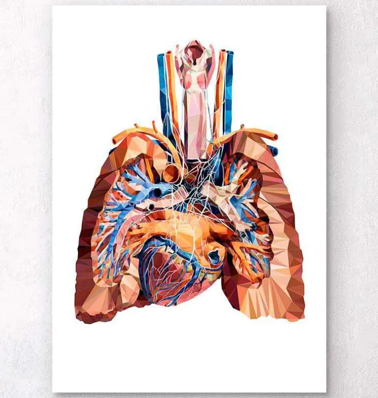 Anatomie cardiaque et pulmonaire III