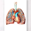 Anatomie cardiaque et pulmonaire II