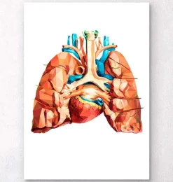 Anatomie cardiaque et pulmonaire