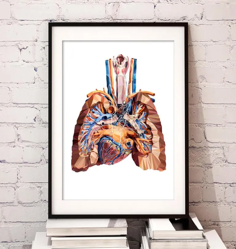Anatomie cardiaque et pulmonaire III