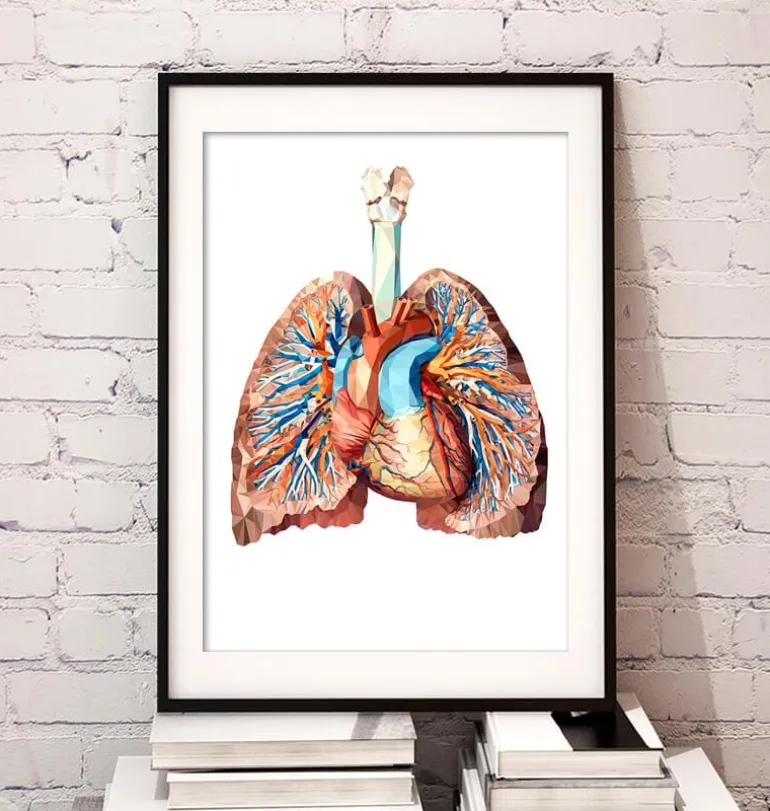 Anatomie cardiaque et pulmonaire II