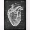 Anatomie cardiaque I - Chalkboard