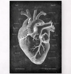 Anatomie cardiaque II - Chalkboard