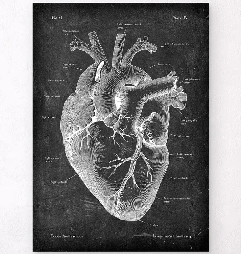 Anatomie cardiaque II - Chalkboard