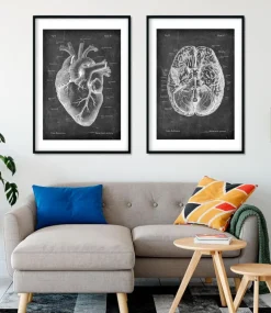 Anatomie cardiaque II - Chalkboard