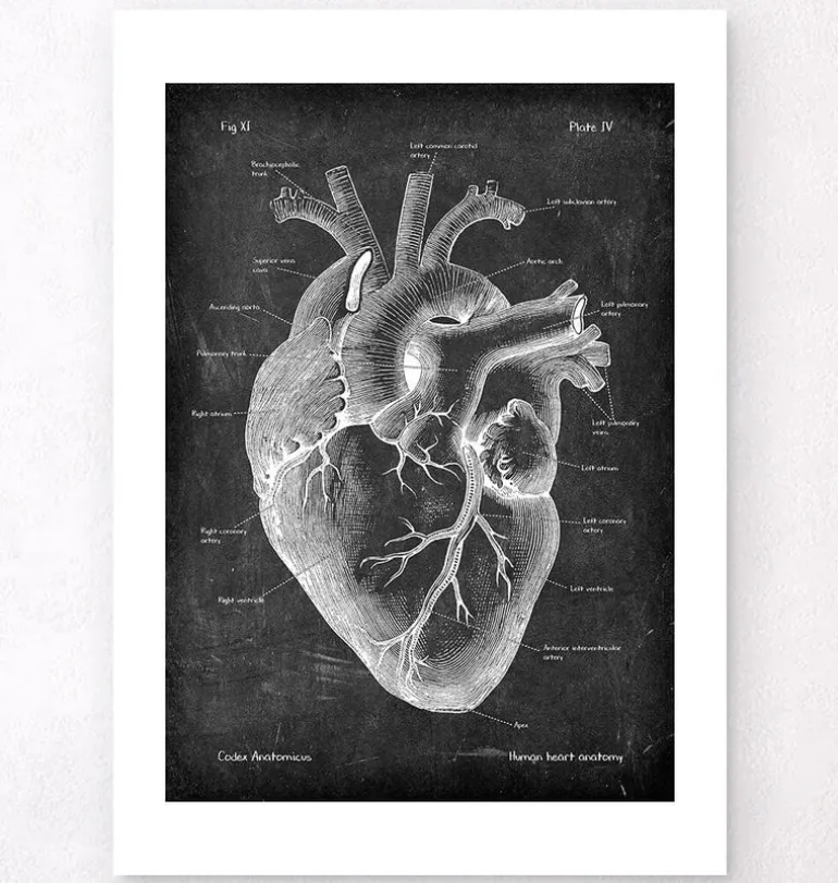Anatomie cardiaque II - Chalkboard