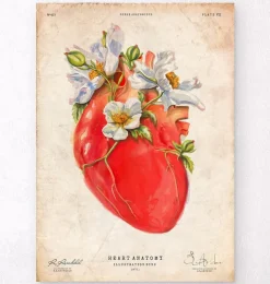 Anatomie cardiaque II - Floral - Vieux papier
