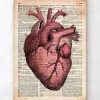 Anatomie cardiaque III - Ancienne page de dictionnaire