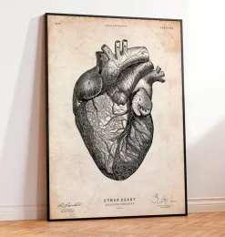 Anatomie cardiaque VII