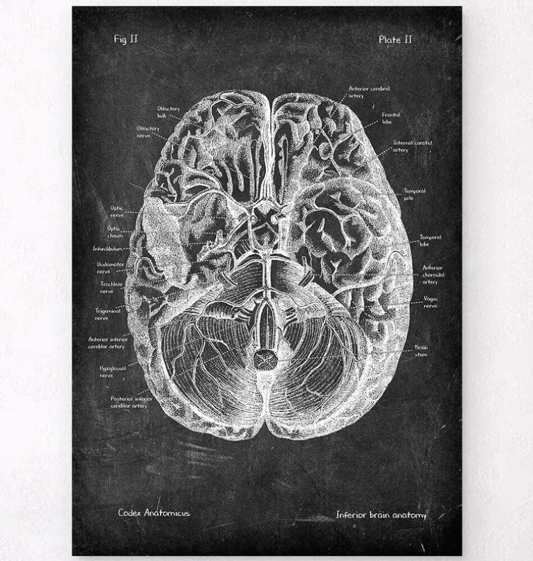 Anatomie cérébrale I - Chalkboard