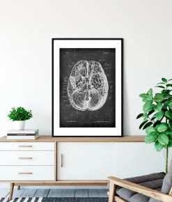 Anatomie cérébrale I - Chalkboard