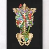 Anatomie de la cage thoracique - Floral - Noir