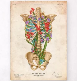 Anatomie de la cage thoracique II - Floral - Vintage