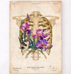 Anatomie de la cage thoracique - Floral - Vieux papier