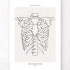 Anatomie de la cage thoracique - Line Art